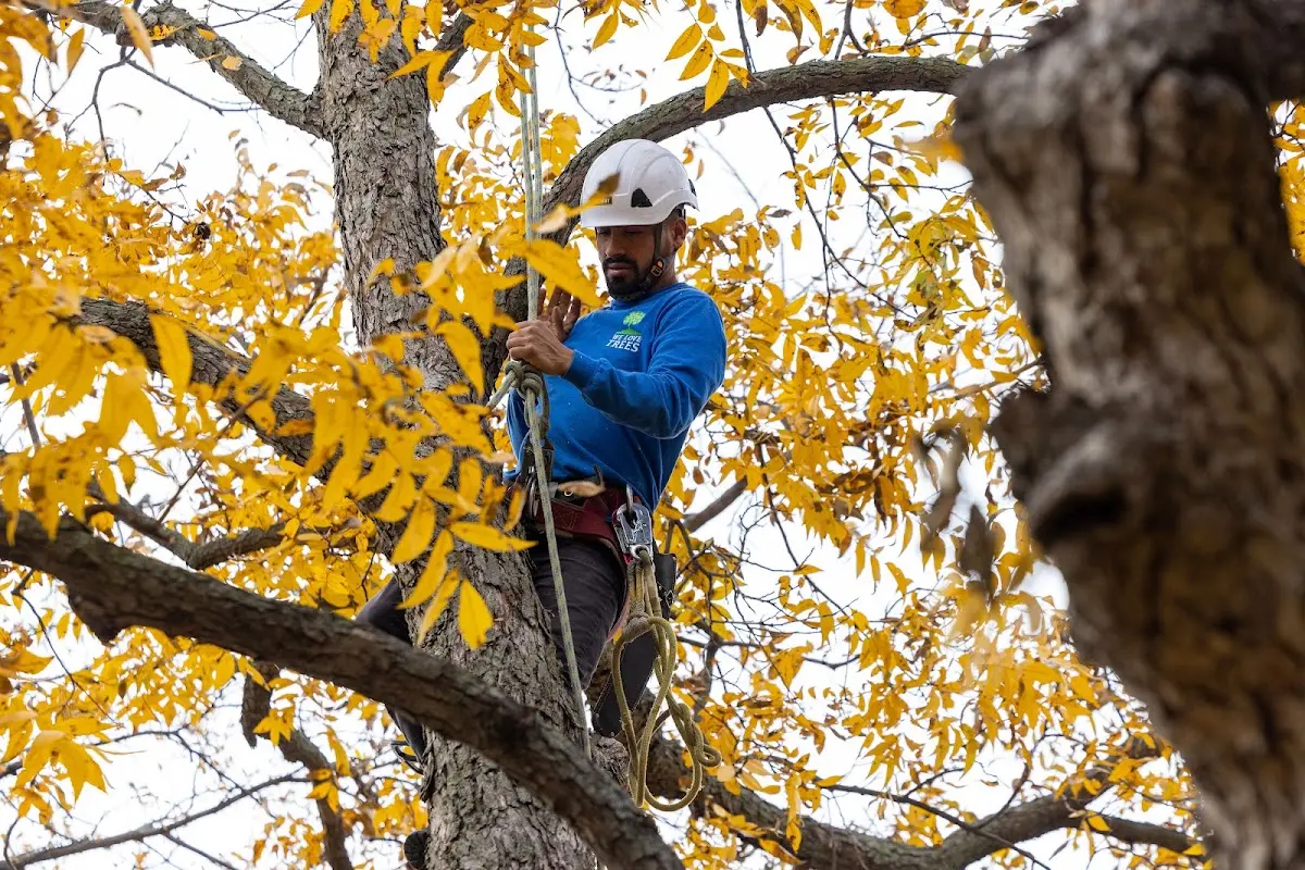 Skilled Tree Planing crew working in Edwardsville